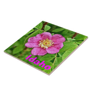 One Wild Rose - Idaho Ceramic Tile