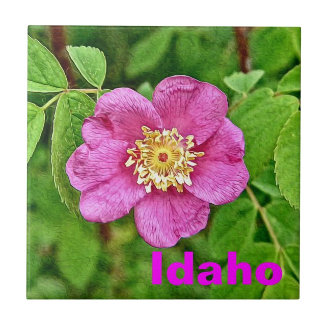 One Wild Rose - Idaho Ceramic Tile (Front)