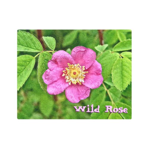 One Wild Rose Metal Print