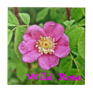 One Wild Rose Tile