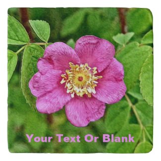 One Wild Rose
