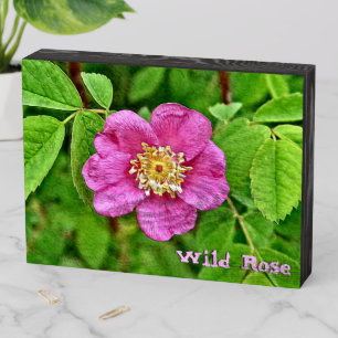 One Wild Rose Wooden Box Sign