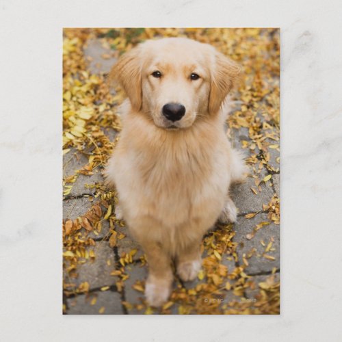 One year old Golden Retriever portrait Postcard