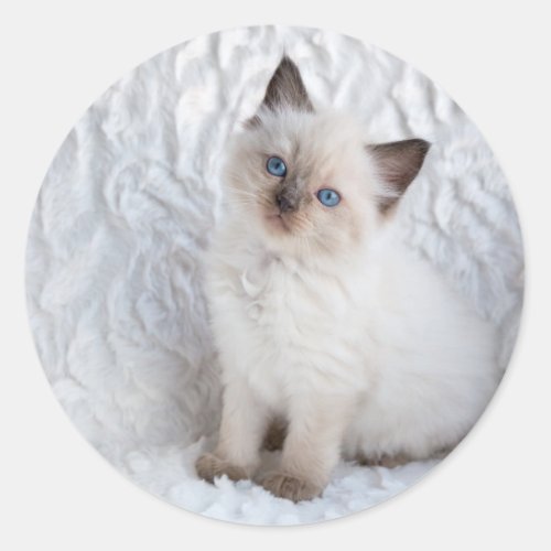 One young ragdoll cat sitting on fur in chair classic round sticker
