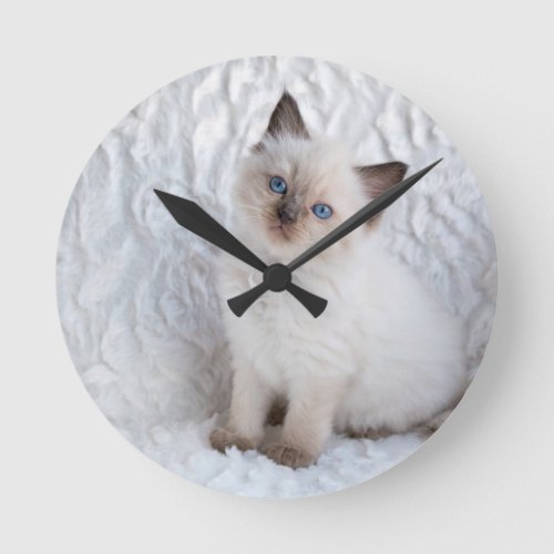 One young ragdoll cat sitting on fur in chair round clock