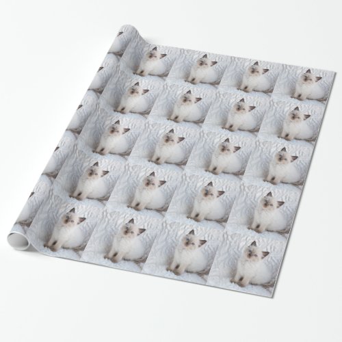 One young ragdoll cat sitting on fur in chair wrapping paper
