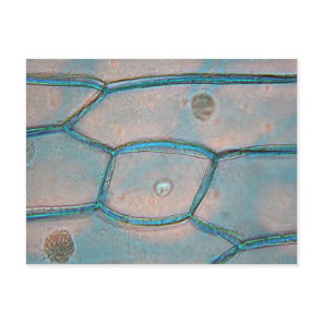 Onion cells under the microscope postcard