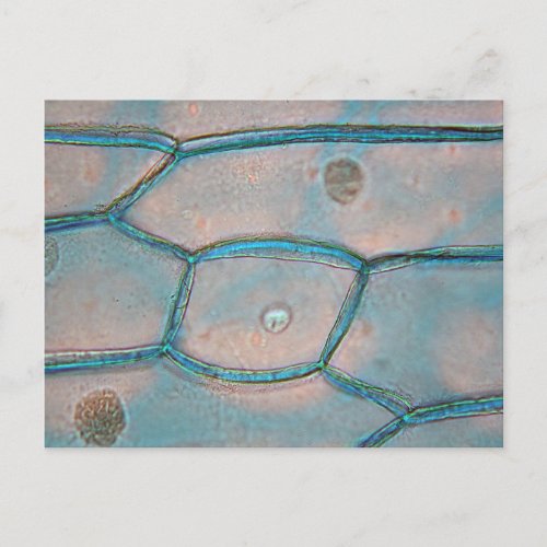 Onion cells under the microscope postcard