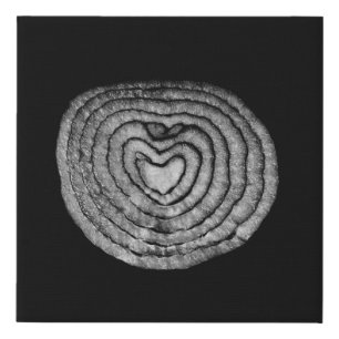 Onion Faux Canvas Print