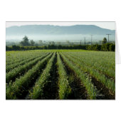 Onions growing in field (Front Horizontal)