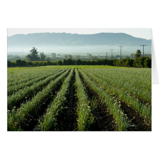 Onions growing in field cards (Front Horizontal)