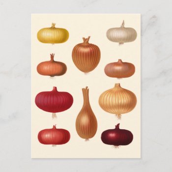Onions Postcard by ThinxShop at Zazzle