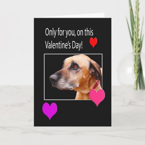 Only For You On Valentines Rhodesian Ridgeback Holiday Card
