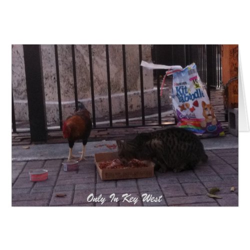 Only In Key West Cat  Rooster Photo Card