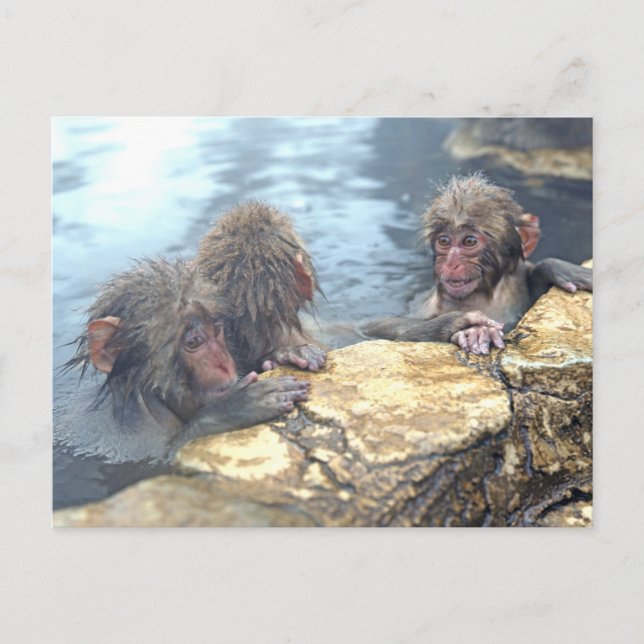 Onsen Monkeys Postcard (Front)