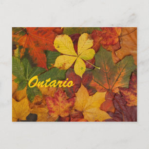 Ontario Autumn Leaves Postcard