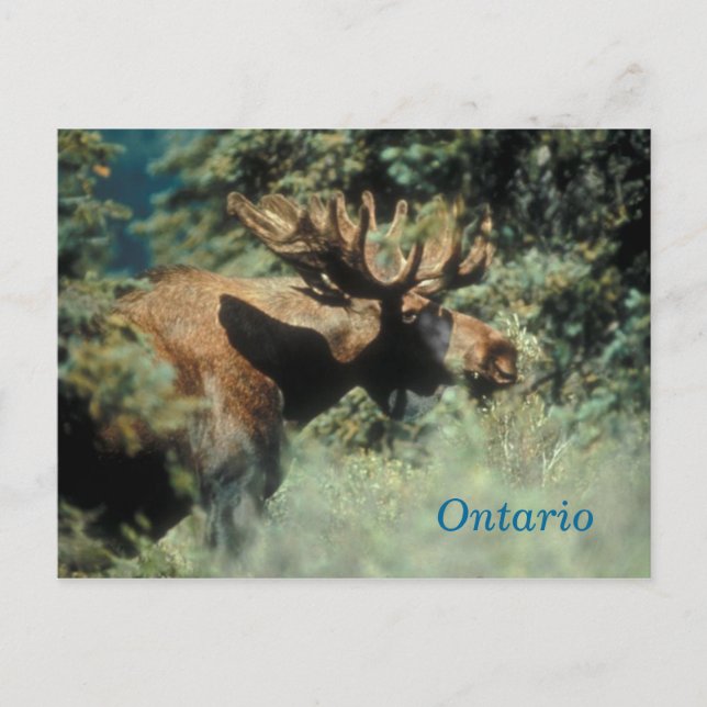 Ontario bull moose postcard (Front)