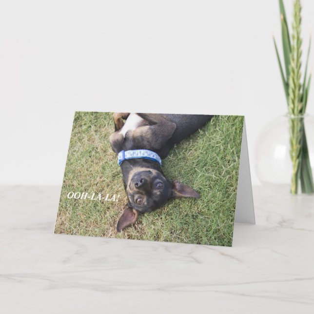 Ooh-la-la Chihuahua Birthday Card (Front)