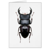 Ookwa Dorcus (Front)