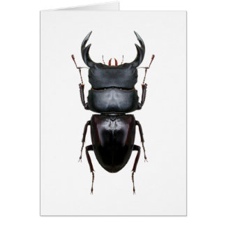 Ookwa Dorcus Cards