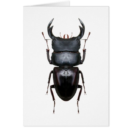 Ookwa Dorcus Cards (Front)