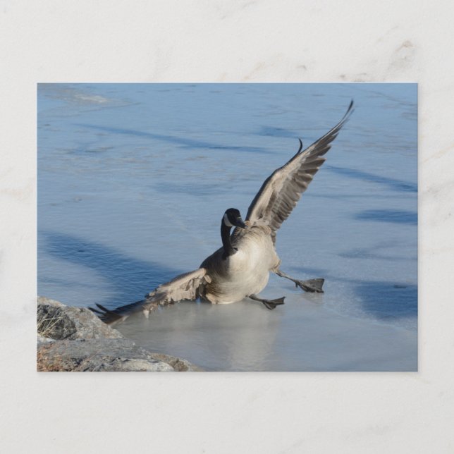 Oops! Postcard (Front)