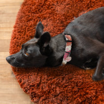 Oopsie Daisie Retro Multi-Colored Daisy