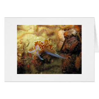 Opalescent Nudibranch Cards