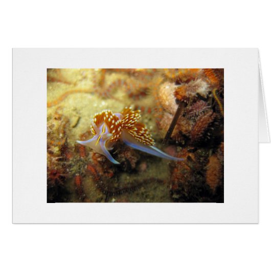 Opalescent Nudibranch Cards (Front Horizontal)