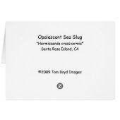 Opalescent Nudibranch Cards (Back Horizontal)