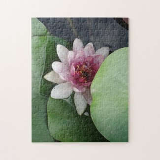Open Lotus Flower Photo