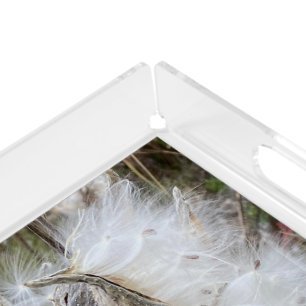 Open Milkweed Pods Seeds with Silk Acrylic Tray