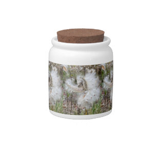 Open Milkweed Pods   Seeds with Silk   Candy Jar