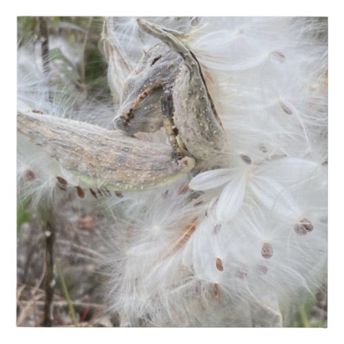 Open Milkweed Pods  Seeds with Silk  Faux Canvas Print