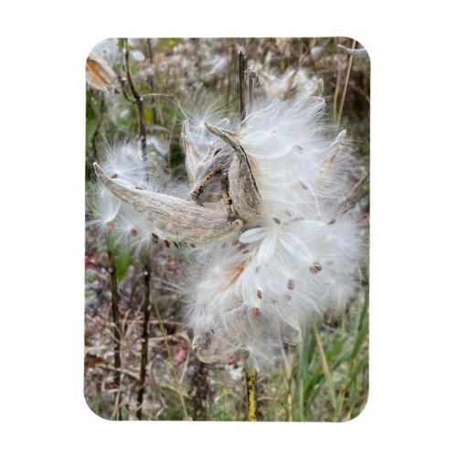 Open Milkweed Pods  Seeds with Silk  Flexible Magnet