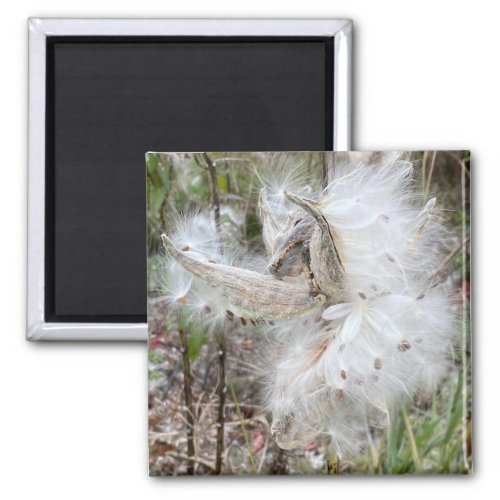 Open Milkweed Pods  Seeds with Silk  Magnet