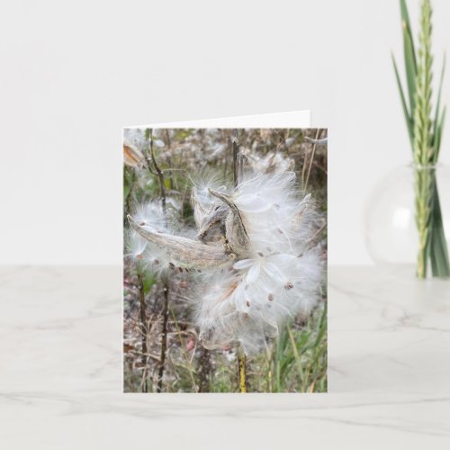 Open Milkweed Pods  Seeds with Silk  Note Card
