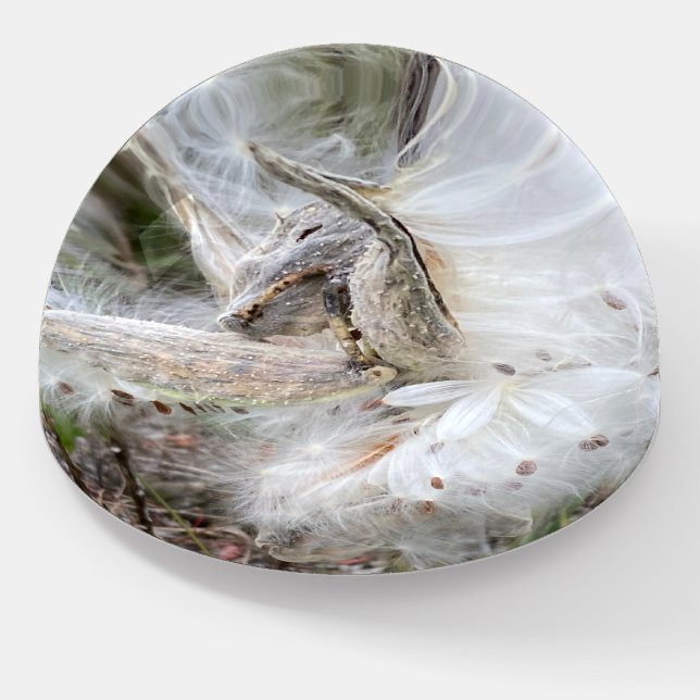 Open Milkweed Pods | Seeds with Silk | Paperweight (Angled)
