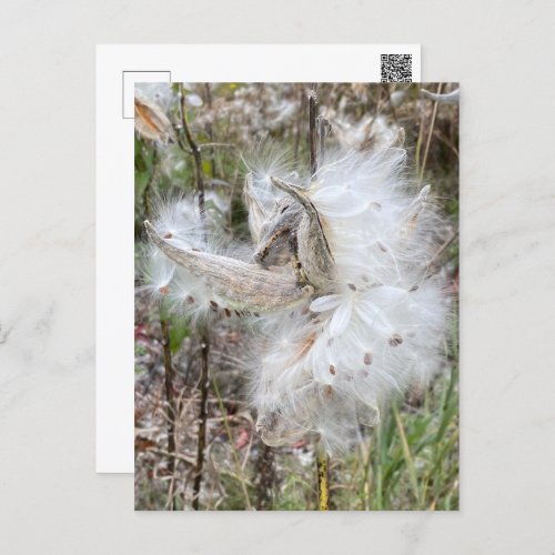 Open Milkweed Pods  Seeds with Silk  Postcard