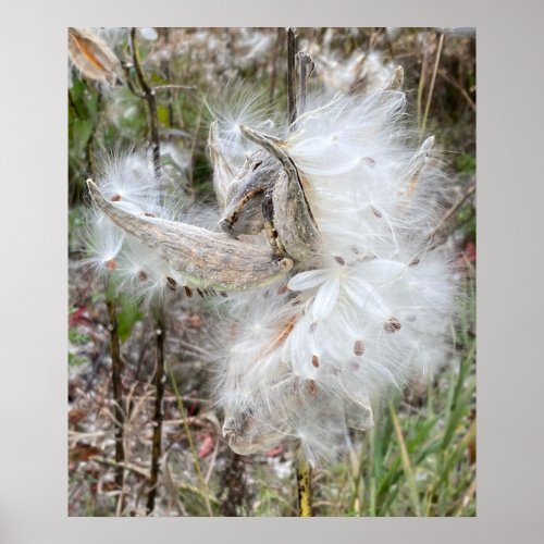 Open Milkweed Pods  Seeds with Silk  Poster
