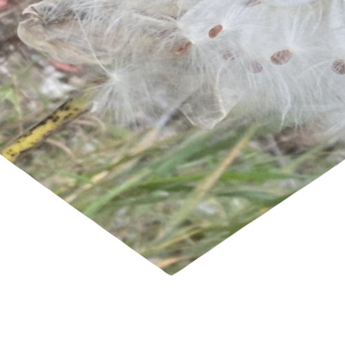 Open Milkweed Pods  Seeds with Silk  Tissue Paper