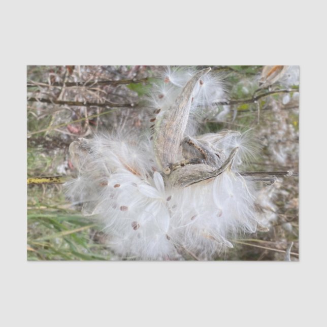 Open Milkweed Pods | Seeds with Silk | Tissue Paper (Front)