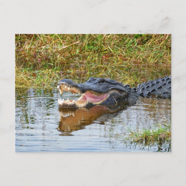 Open Mouth Postcard (Front)