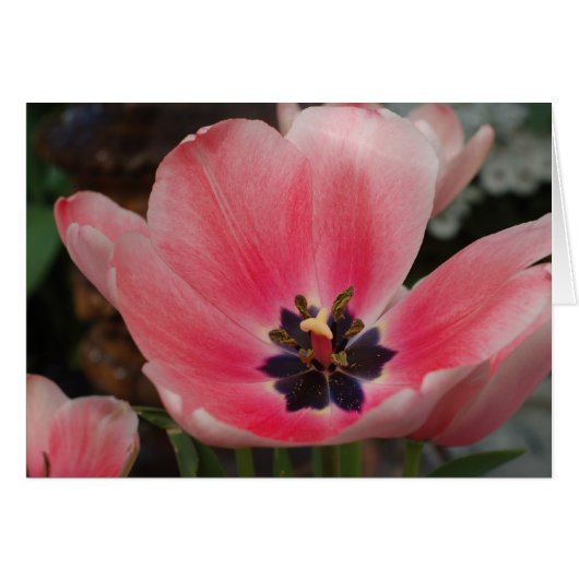 Open Tulip Cards (Front Horizontal)