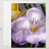 open violet freesia (Front/Back)