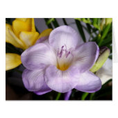 open violet freesia (Front Horizontal)