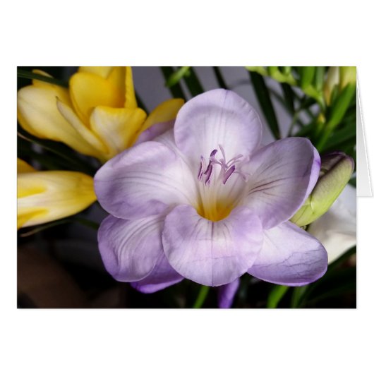 open violet freesia cards (Front Horizontal)