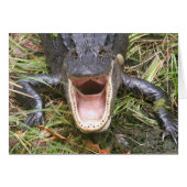 Open Wide! Florida Alligator (Front Horizontal)