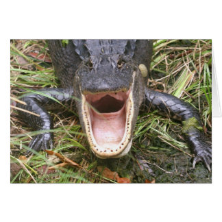 Open Wide! Florida Alligator Cards