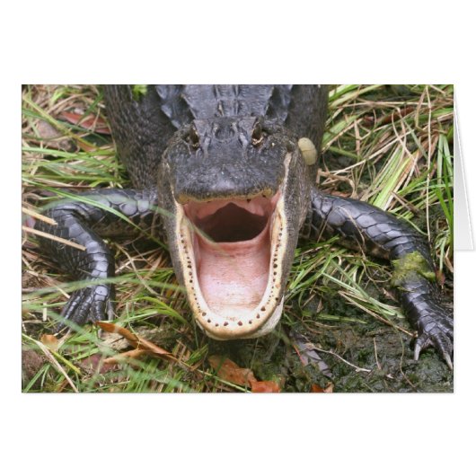 Open Wide! Florida Alligator Cards (Front Horizontal)